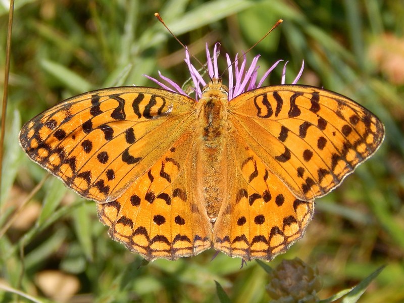 Argynnis adippe? S, con Argynnis paphia